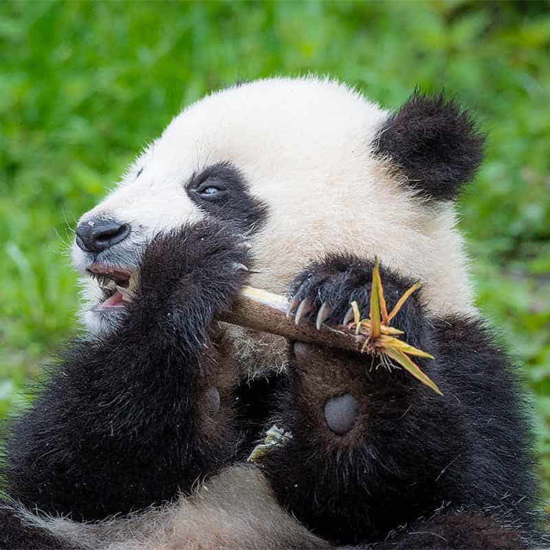 panda4
