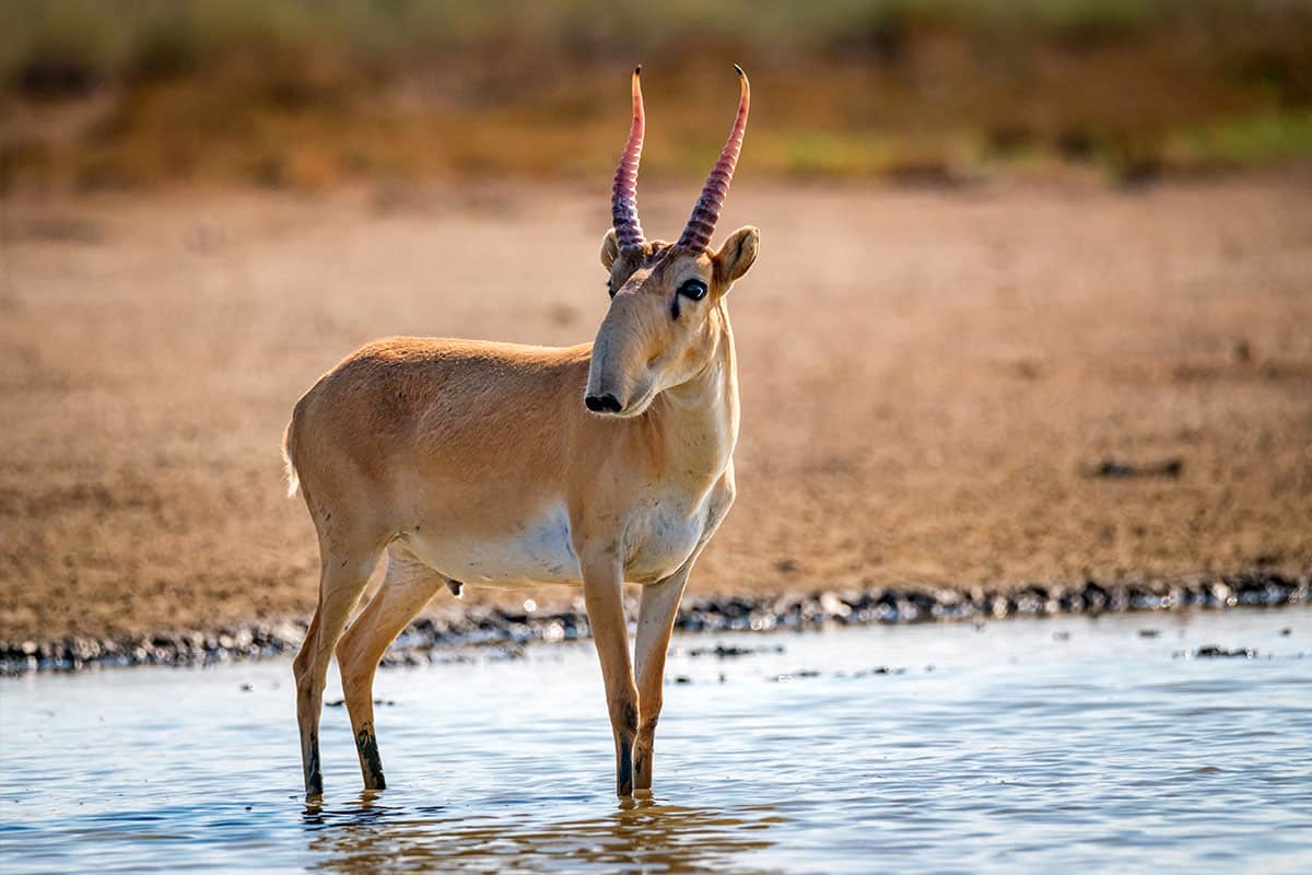 Am Bild ist eine Saiga-Antilope zu sehen, die mit ihren Hufen in einem Gewässer steht. Sie hat große Hörner und eine längliche, breite Schnauze. Hinter ihr ist eine wüstenartige Landschaft zu sehen.
