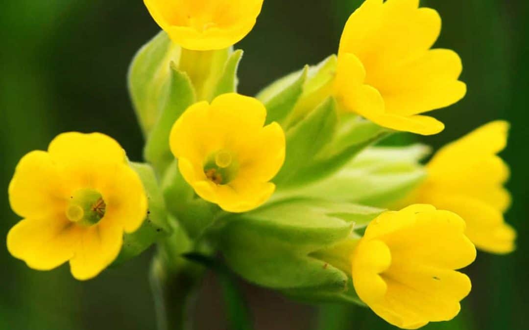 Die Echte Schlüsselblume – Heilpflanze und Dichtermuse