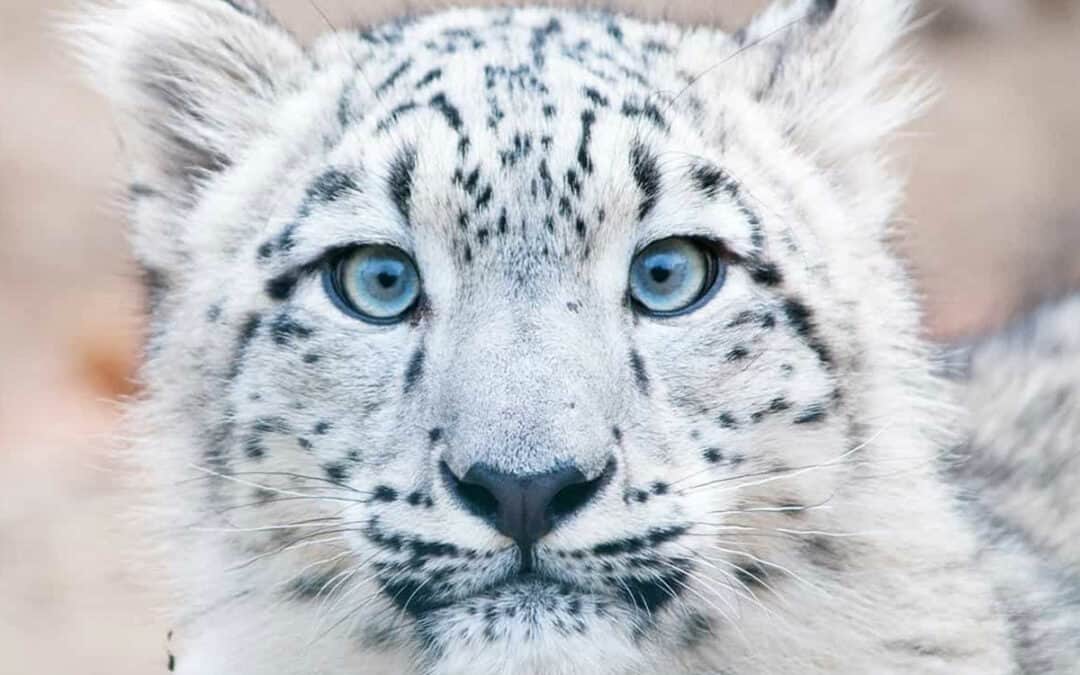Quiz: Der Schneeleopard