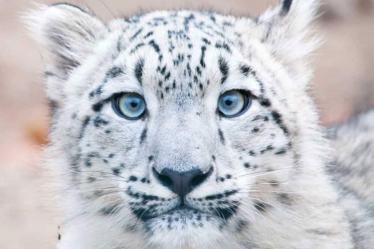 Ein junger Schneeleopard schneeleoparden-schneeleopard-portrait