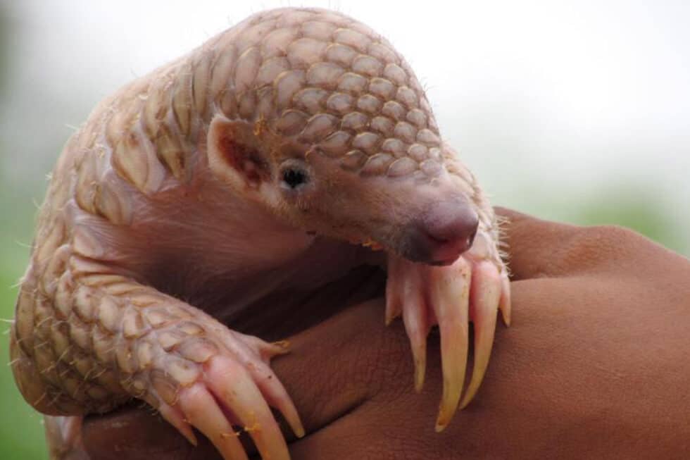 Referat Schuppentier WWF Österreich