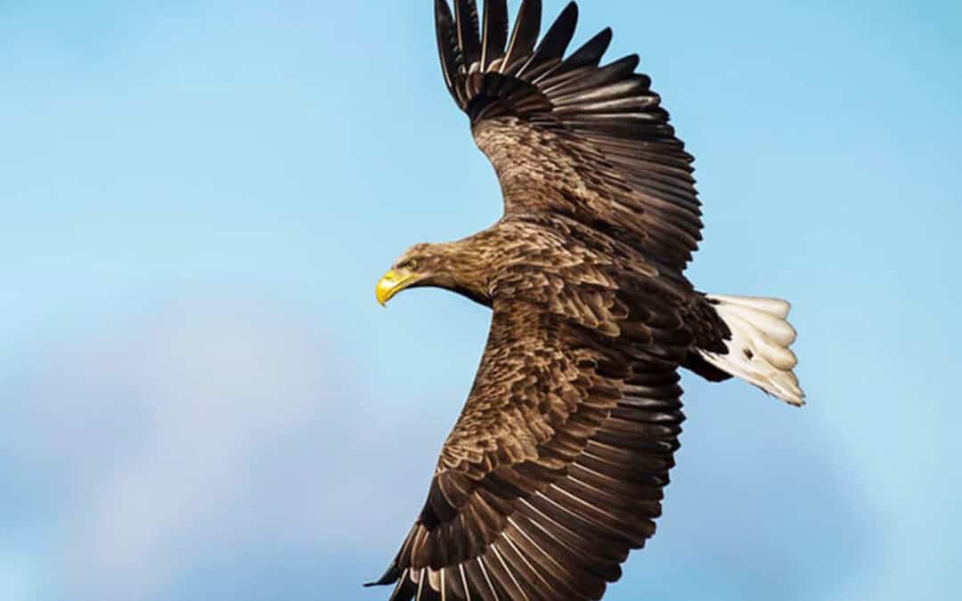 Referat Seeadler