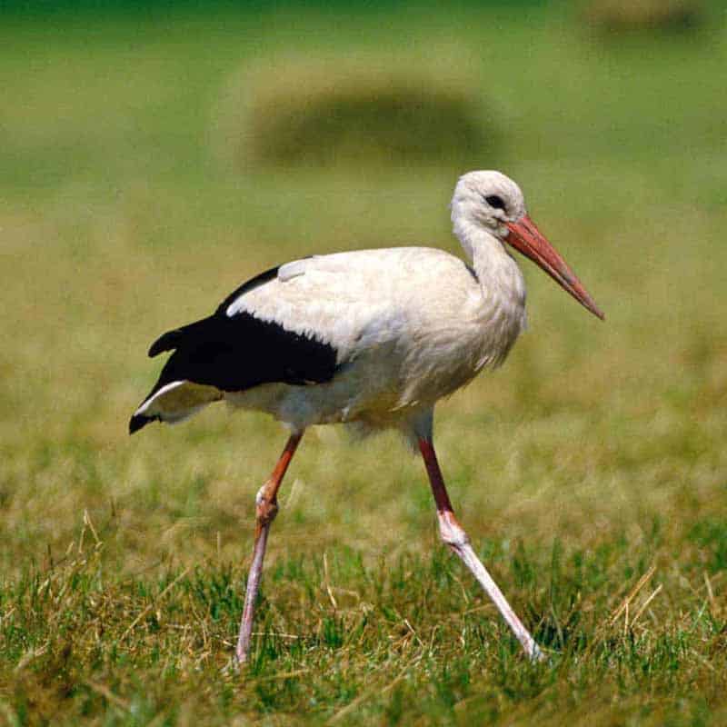 storch2