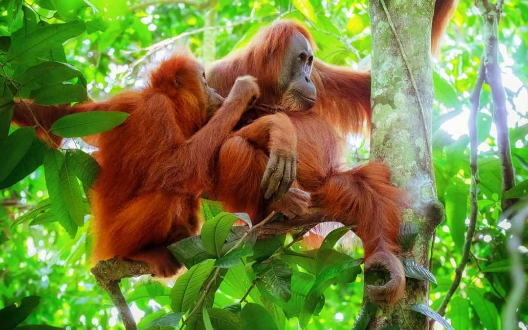 Der Sumatra Orang-Utan – Waldmensch in Bedrängnis