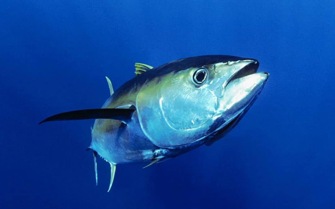 Der Thunfisch – die schwindende Goldmine