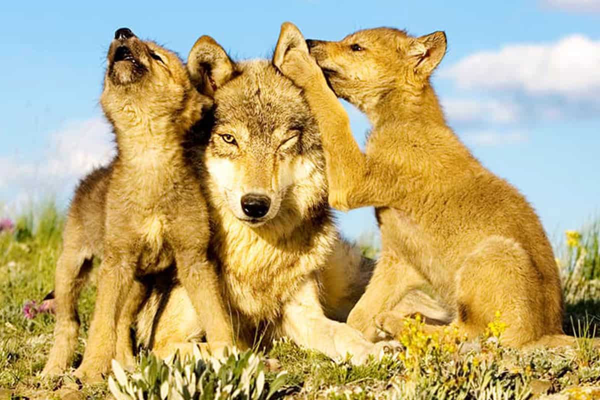 Wolf mit Jungtieren. (c) naturepl.com / Klein Hubert