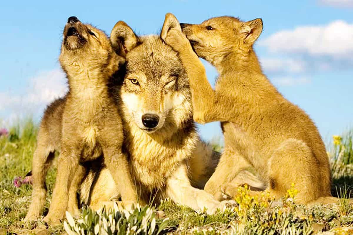 Wolf mit Jungtieren woelfe-wolf-jungtiere-mit-mutter
