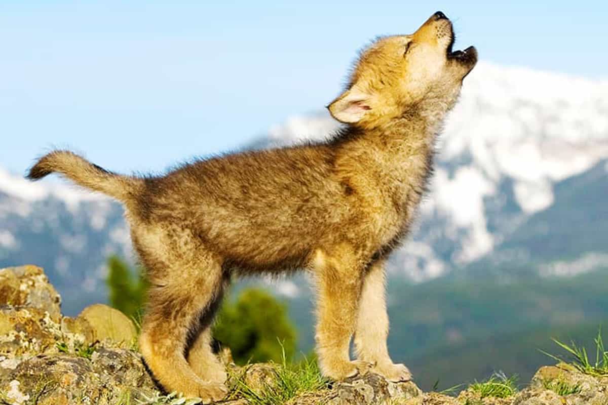Übt dieser kleine Wolf das Heulen?