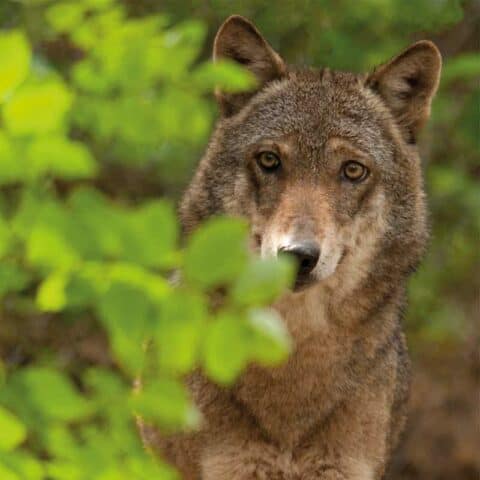 Der Wolf in Österreich: Die wichtigsten Fragen und Antworten - WWF ...