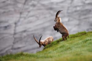 Steinböcke in den Alpen