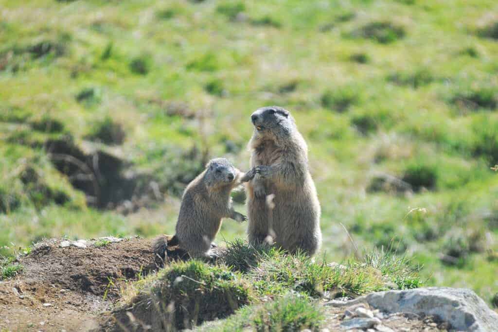 Zwei Murmeltiere im Kaunertal/ © WWF-Anton Vorauer