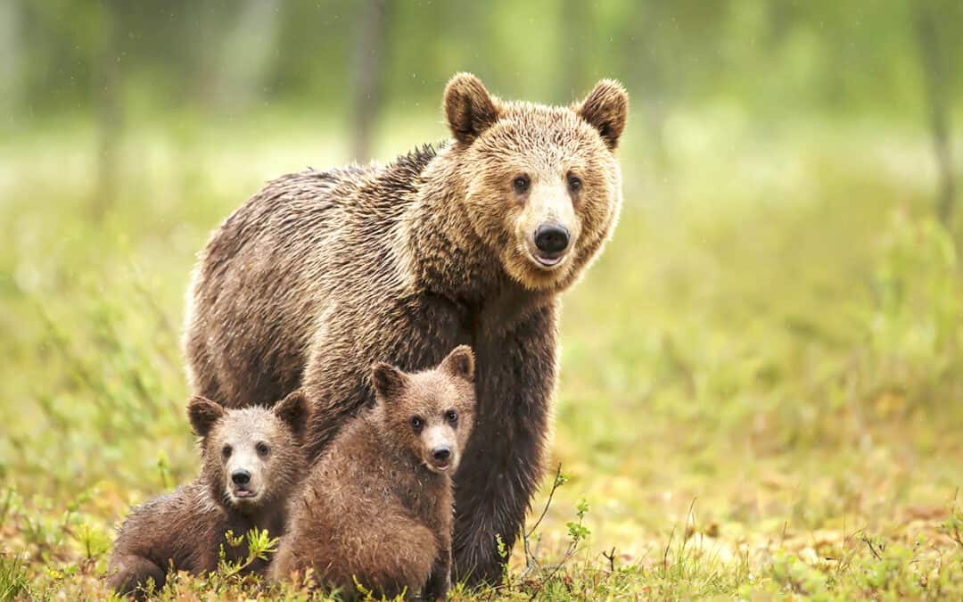 Diese 5 Tiere läuten den Frühling ein
