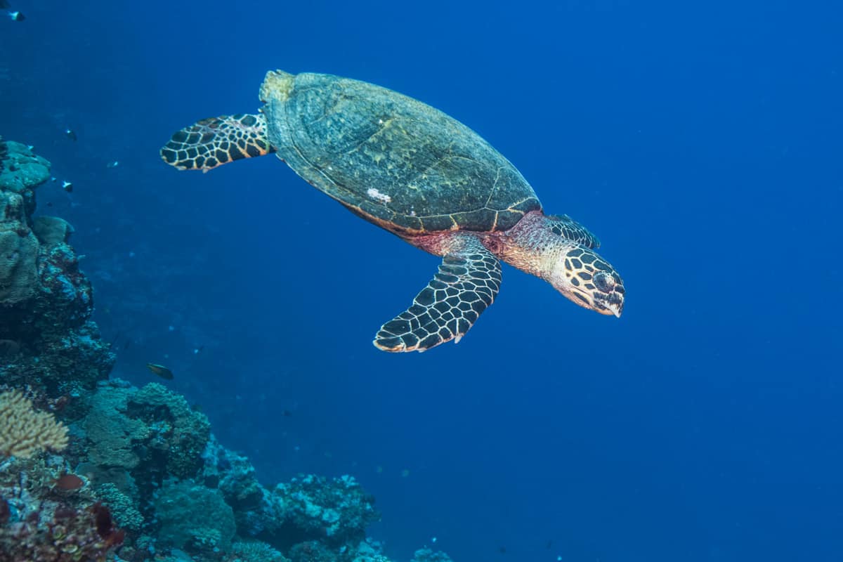 Eine vom Aussterben bedrohte Echte Karettschildkröte (Eretmochelys imbricata) bei einem Tauchgang