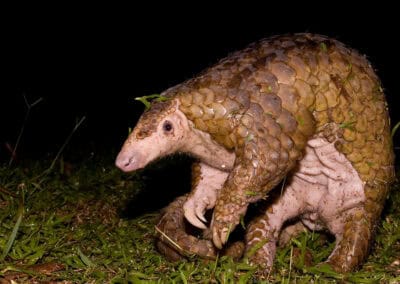 Malaiisches Pangolin