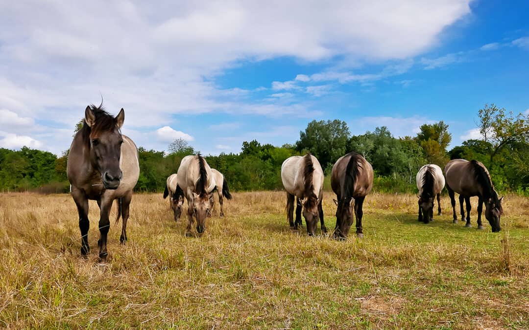 Exkursion: Zu Besuch bei den Störchen und Konik-Pferden im Auenreservat Marchegg