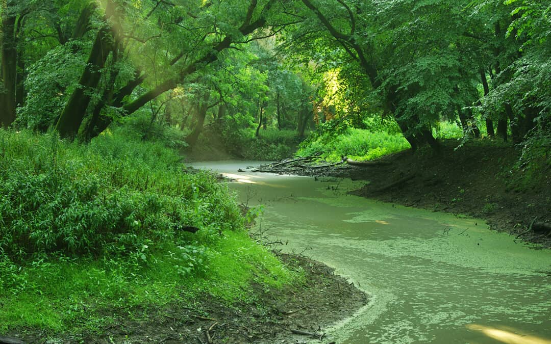 March-Thaya-Auen