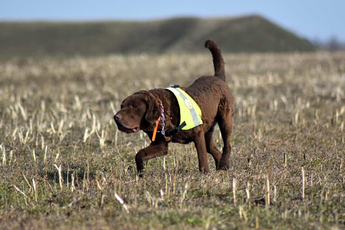 Naturschutzhund im Einsatz Naturschutzhund im Einsatz