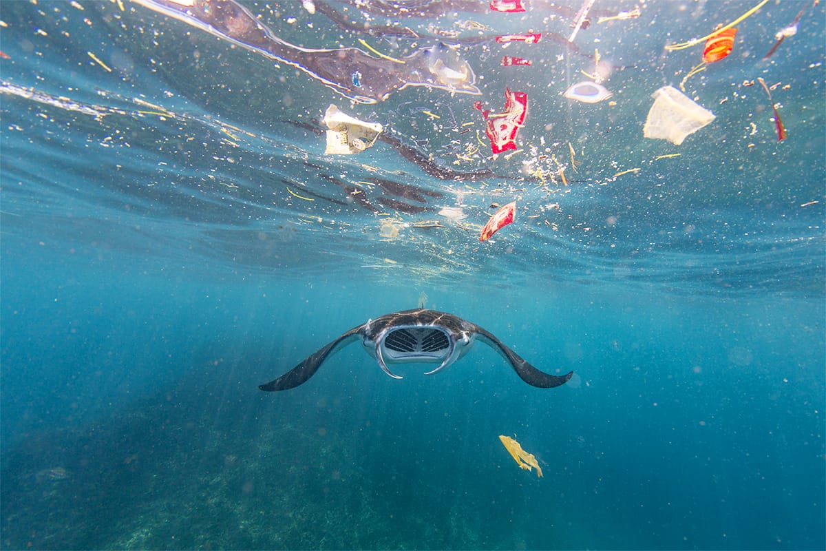 Coverbild Stromanbietercheck Banner (c) WWF