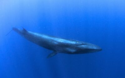 Rückkehr des kommerziellen Walfangs?