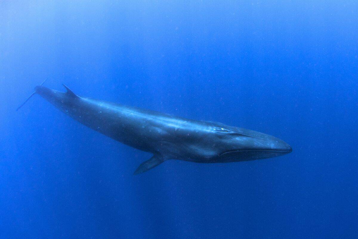 Seiwal schwimmt im tiefblauen Meer. Der Kopf zeigt nach rechts. Man sieht den Wal leicht von oben.