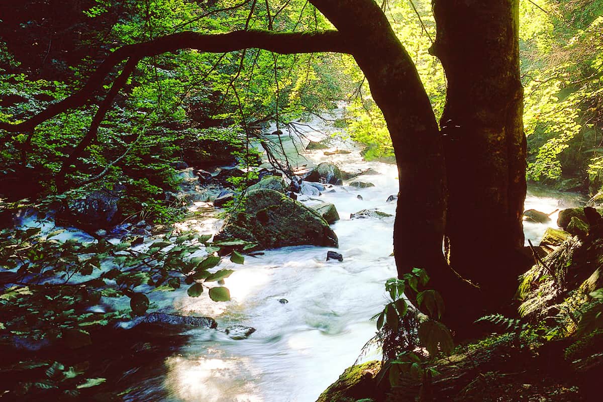 Coverbild Stromanbietercheck Banner (c) WWF