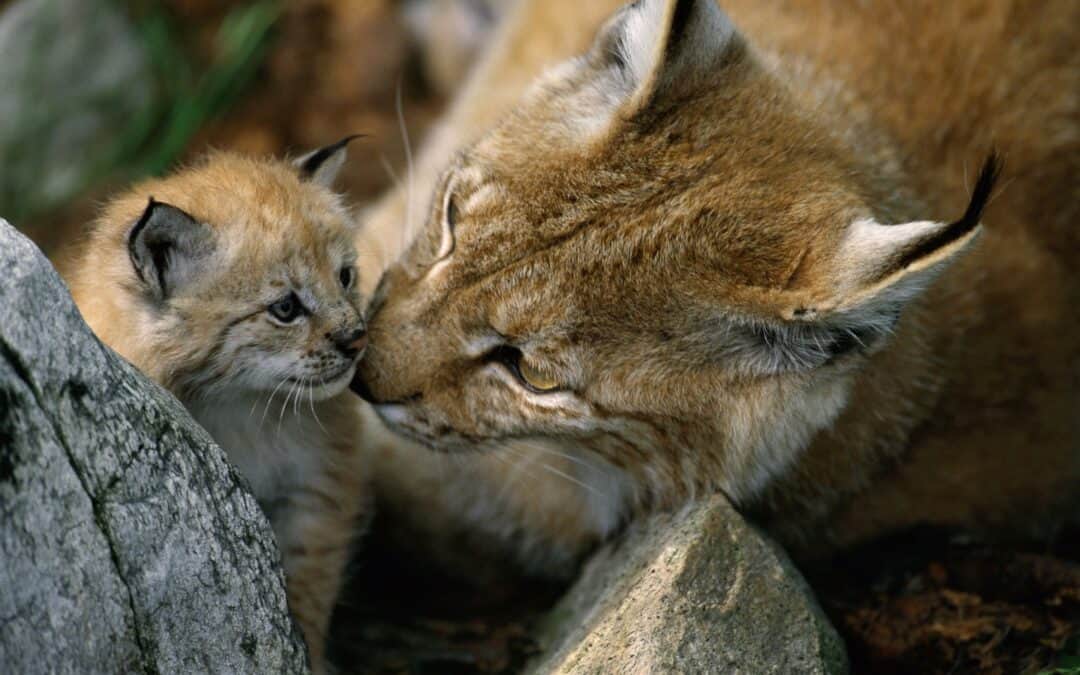 Bedroht vom Flächenfraß: eine Luchs-Mutter mit ihrem Jungtier