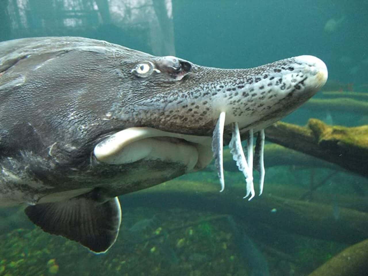 Referat Der Stör - WWF Österreich