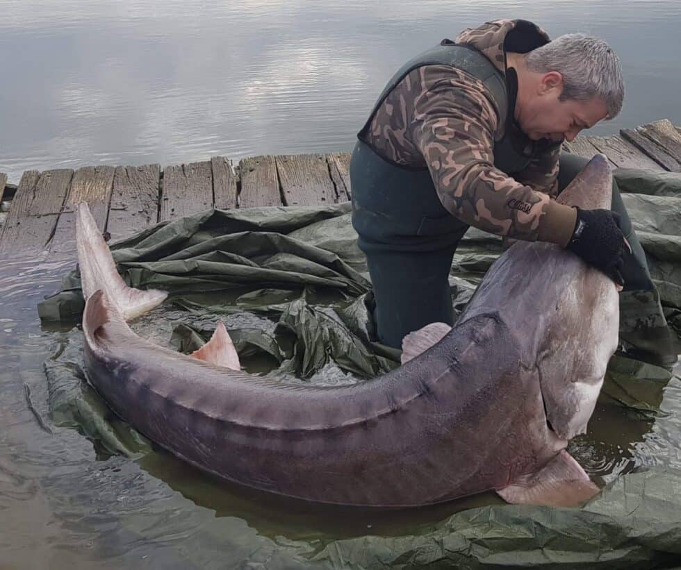 Referat Der Stör - WWF Österreich