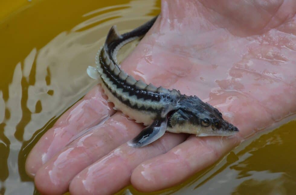 Referat Der Stör - WWF Österreich