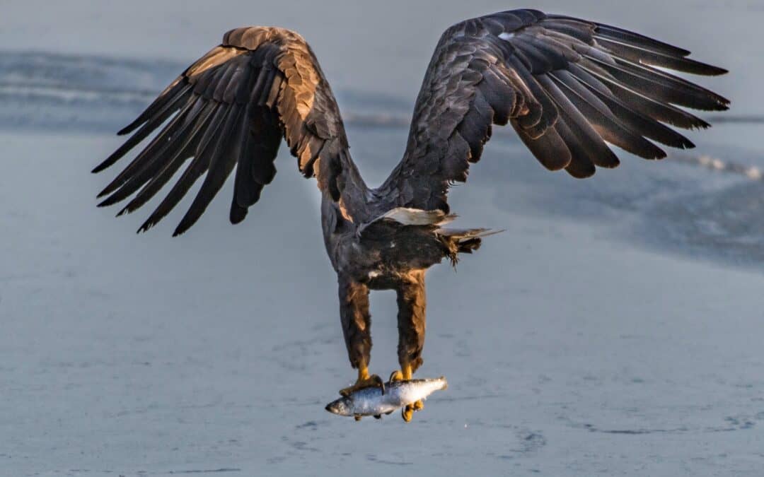 Tödliches Greifvogel-Gift endlich verboten!