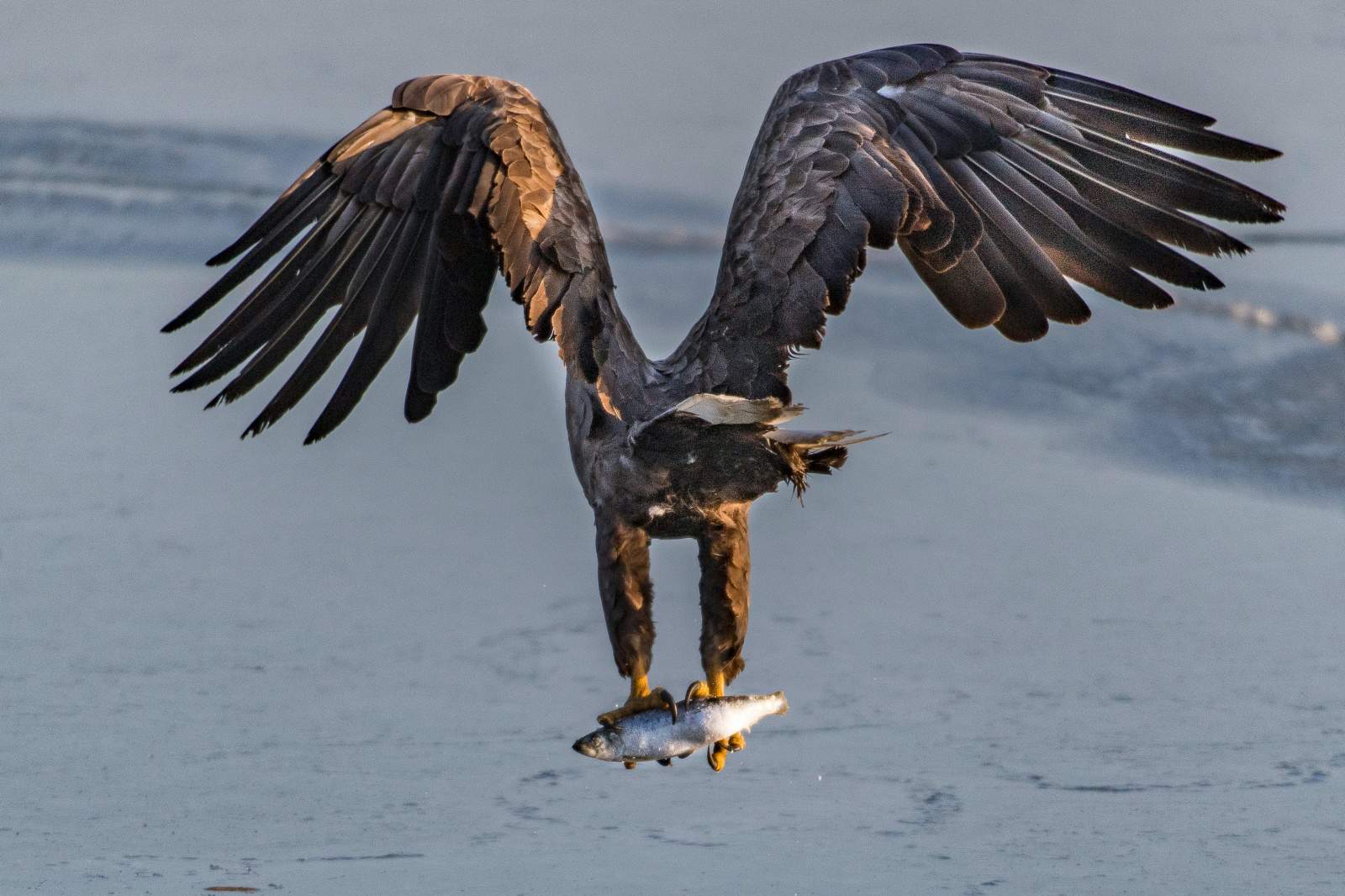 seeadler-fakten-gefaehrdung-seeadler-bestand-seeadler-schutzprojekt-wwf-greifvoegel-big-5-oesterreich