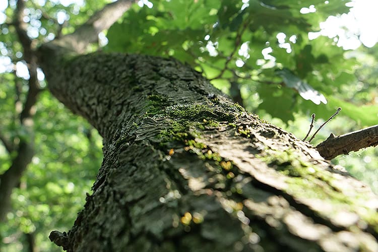 Coverbild Stromanbietercheck Banner (c) WWF