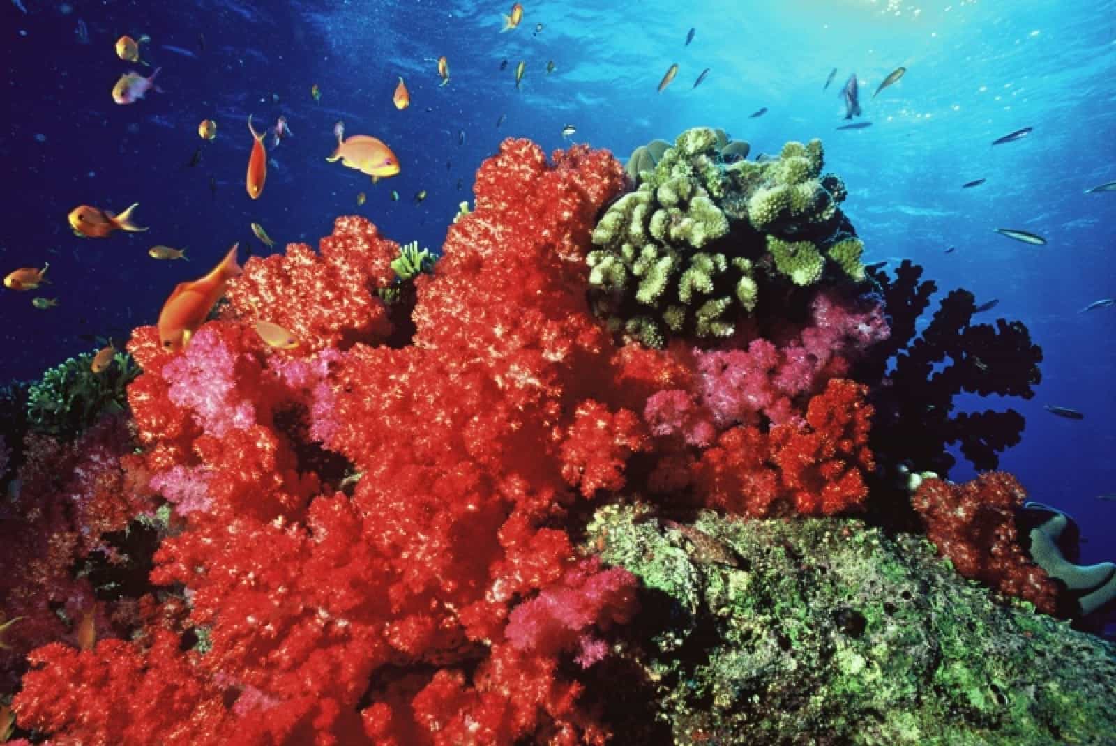 Korallen, Fiji