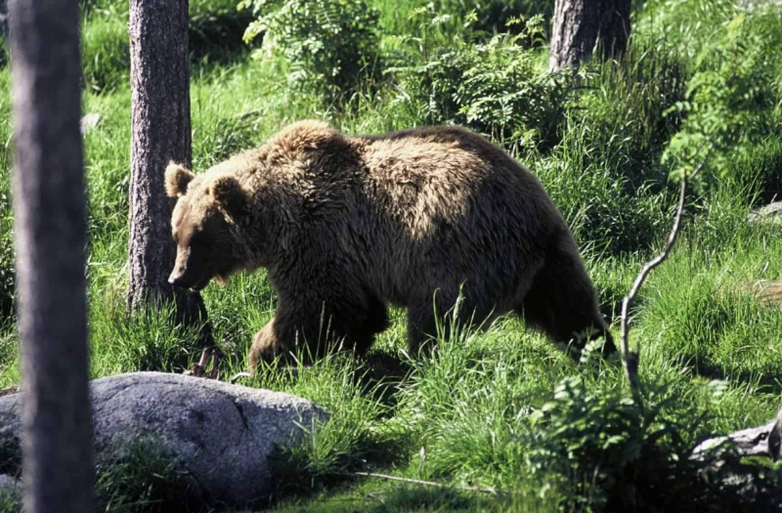 Braunbär Freilassung, © by WWF-Canon/Michel GUNTHER Braunbär Freilassung, © by WWF-Canon/Michel GUNTHER