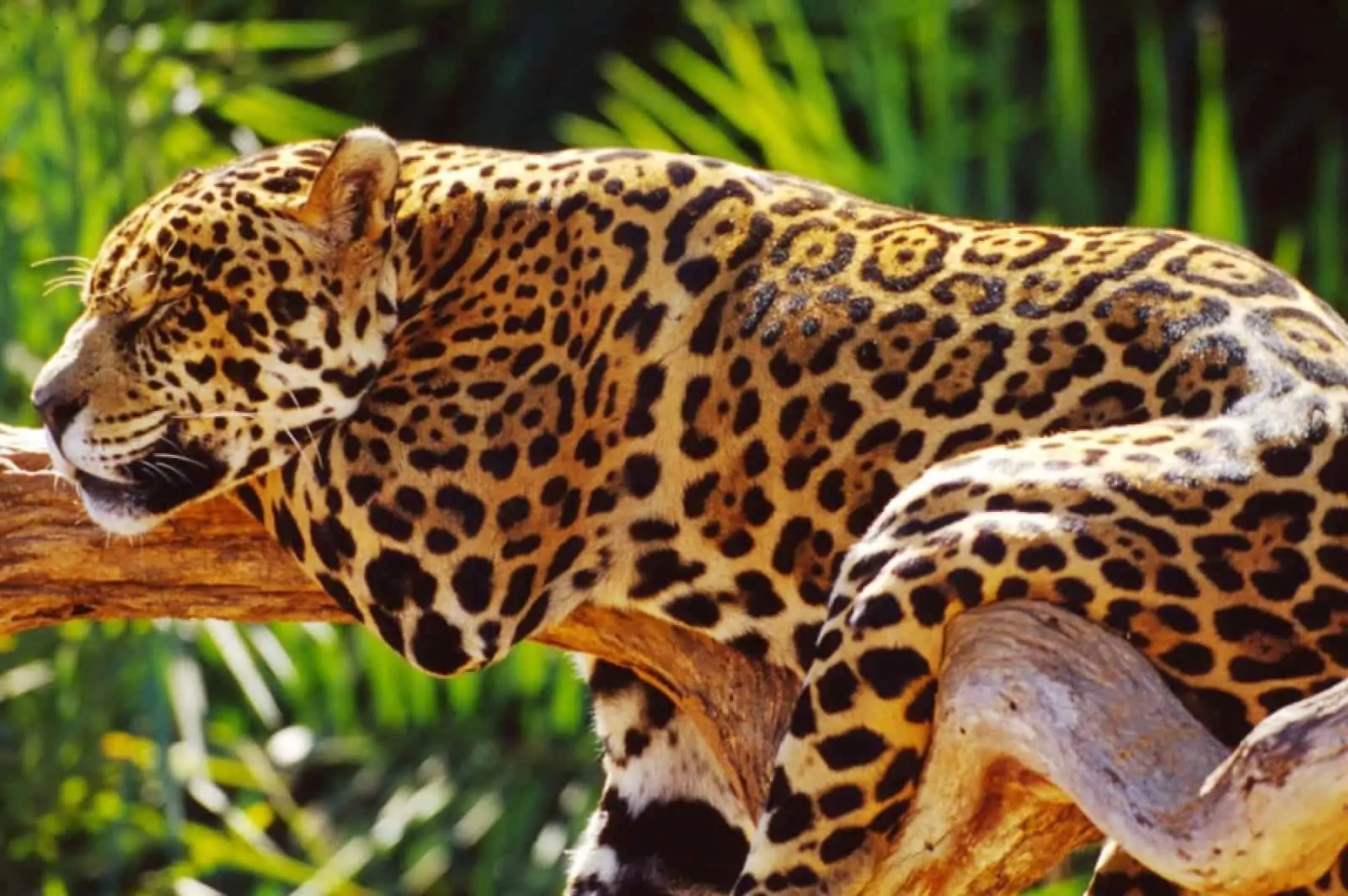 Jaguar, © by WWF-Canon/ Michel GUNTHER
