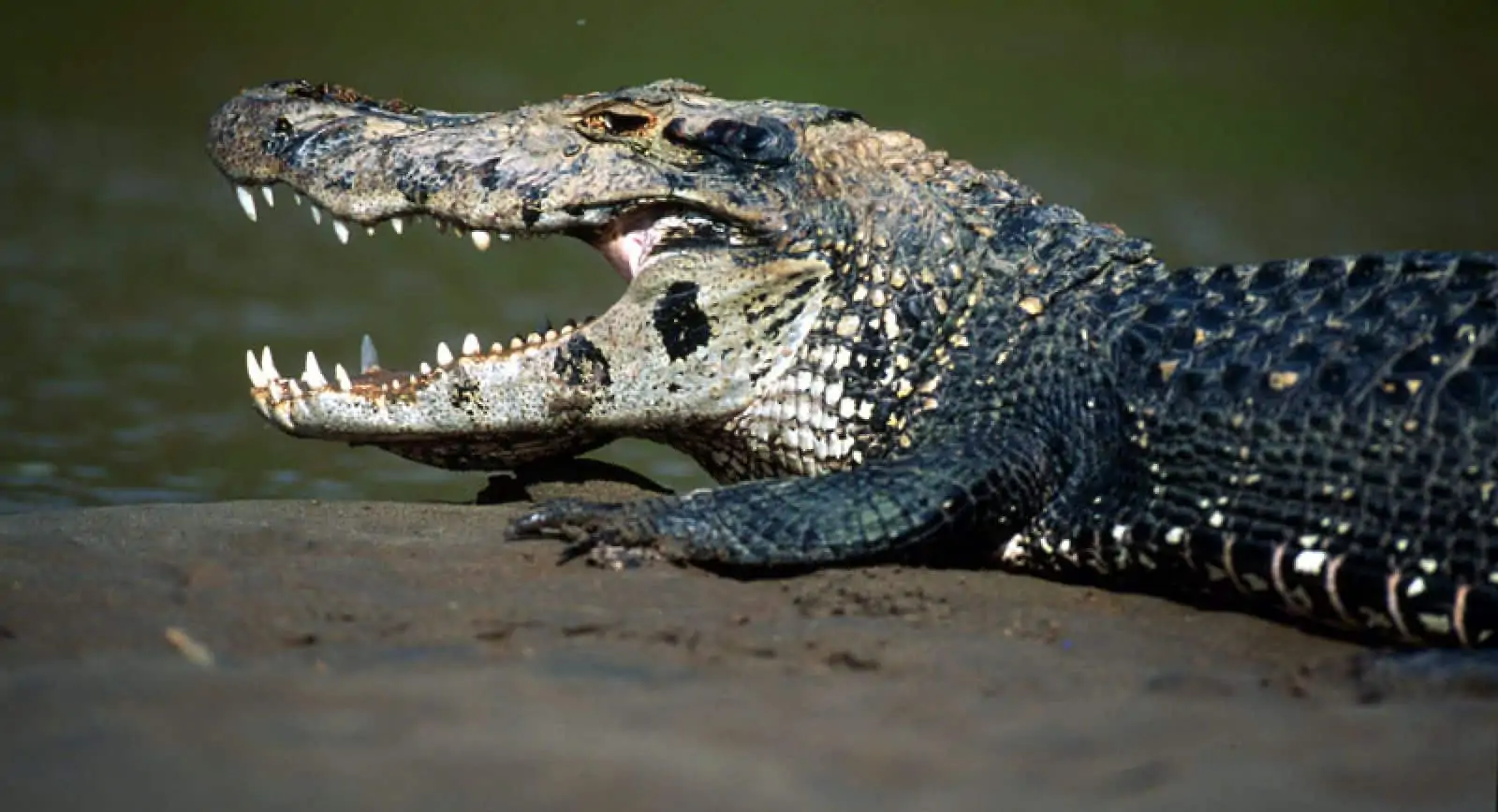 Mohrenkaiman (Melanosuchus niger), © by WWF-Canon / André BÄRTSCHI