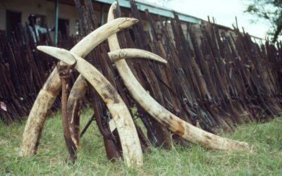 Erster großer Elfenbein-Prozess findet in Wien statt