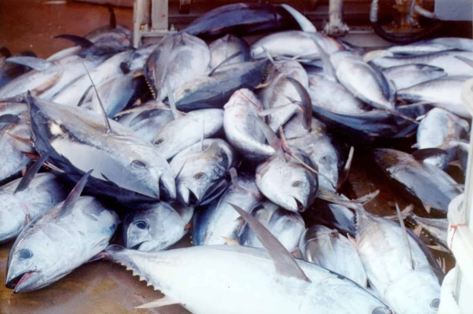 Gelbflossen-Thunfisch (Thunnus albacares), © by WWF-Canon / Ezequiel NAVÍO Gelbflossen-Thunfisch (Thunnus albacares), © by WWF-Canon / Ezequiel NAVÍO