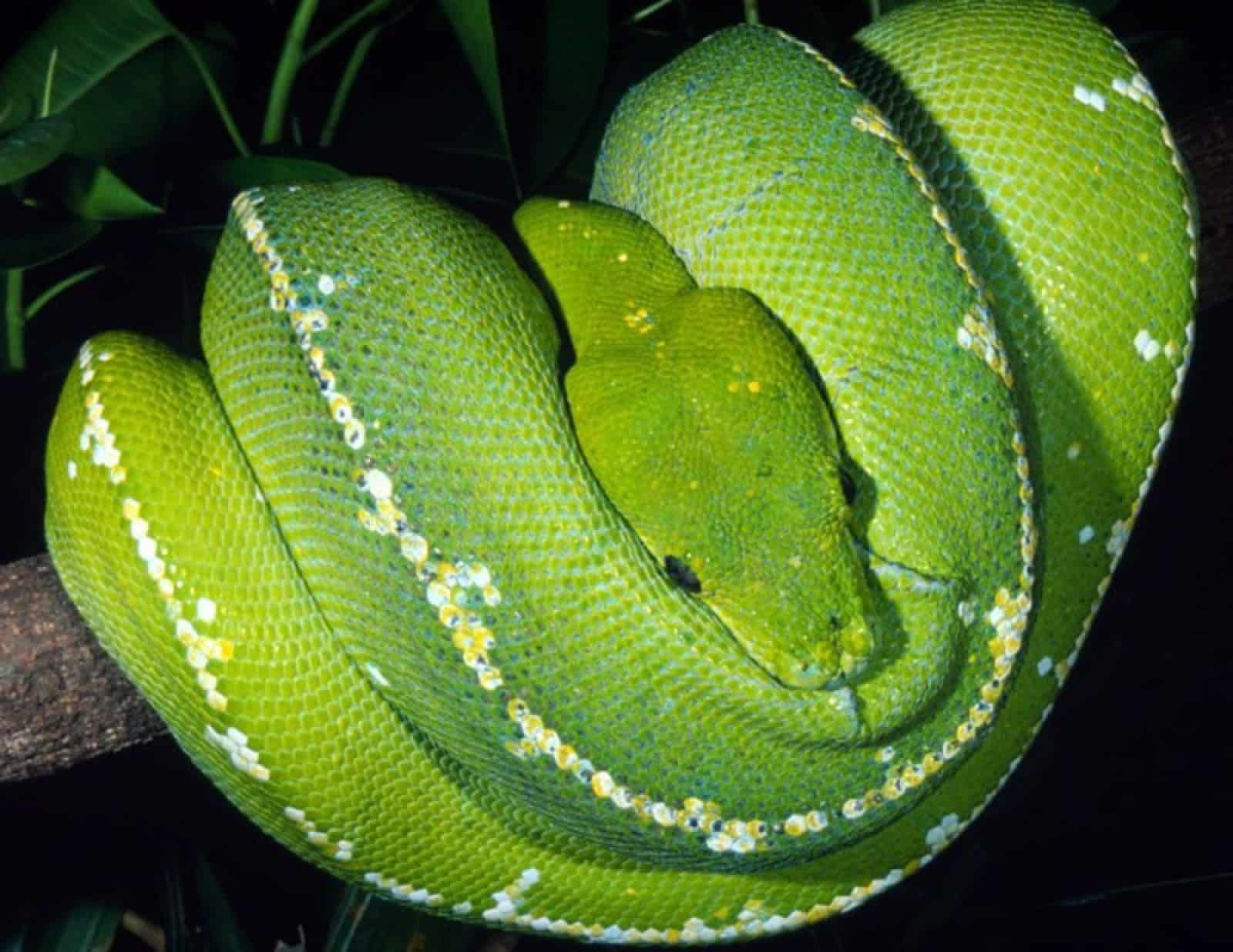 Baum Python, © by WWF-Canon/Martin Harvey