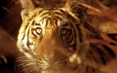 Rote Liste: Ein Drittel der Arten sind vom Aussterben bedroht