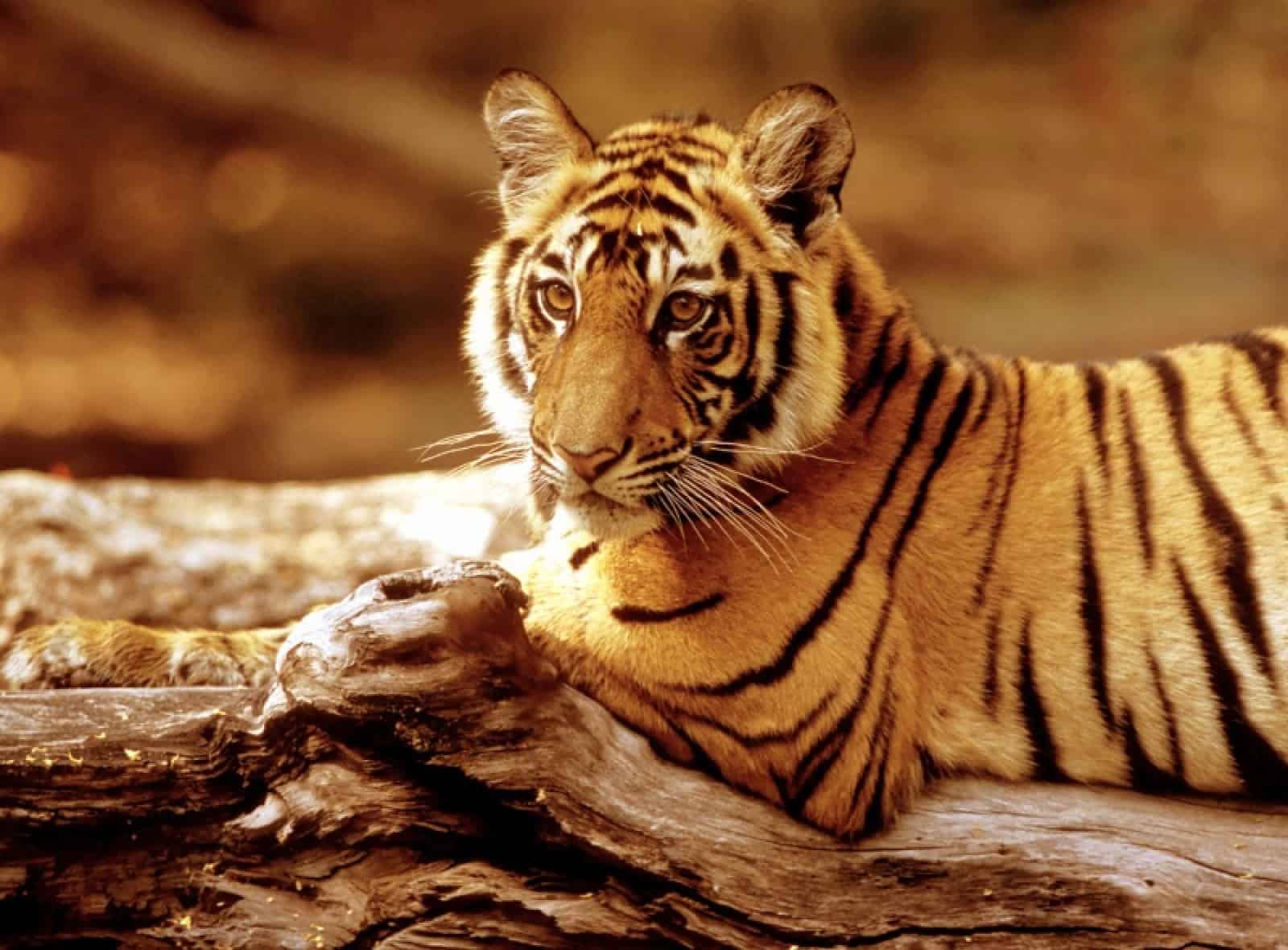 Indischer Tiger, © by WWF-Canon/R.Isotti A.Cambone