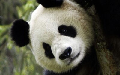 50 Jahre WWF: Jubiläum für die Rettung des Planeten Erde