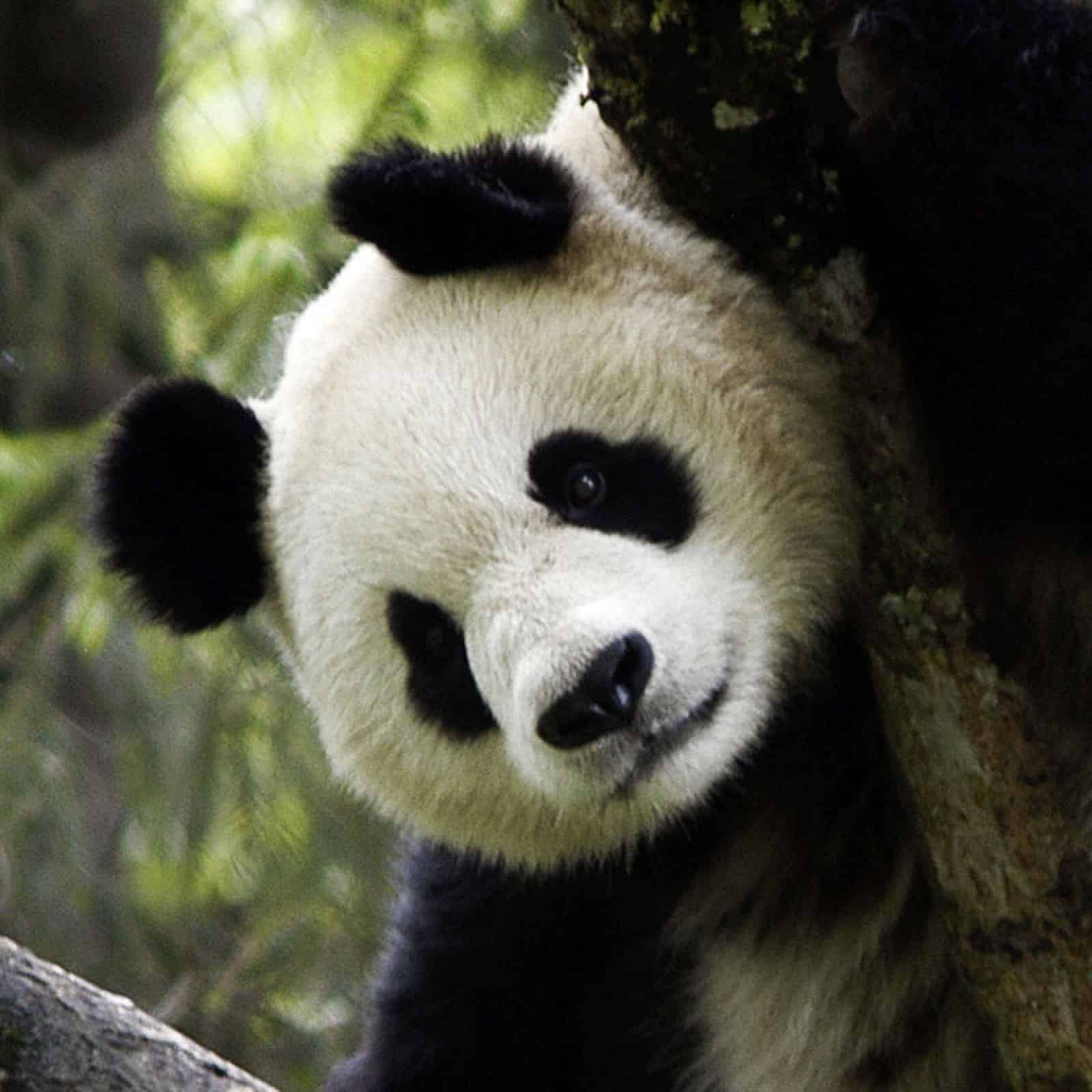 panda-schaut-aus-einem-baum-hervor-wwf-geburtstagsvideo-2016