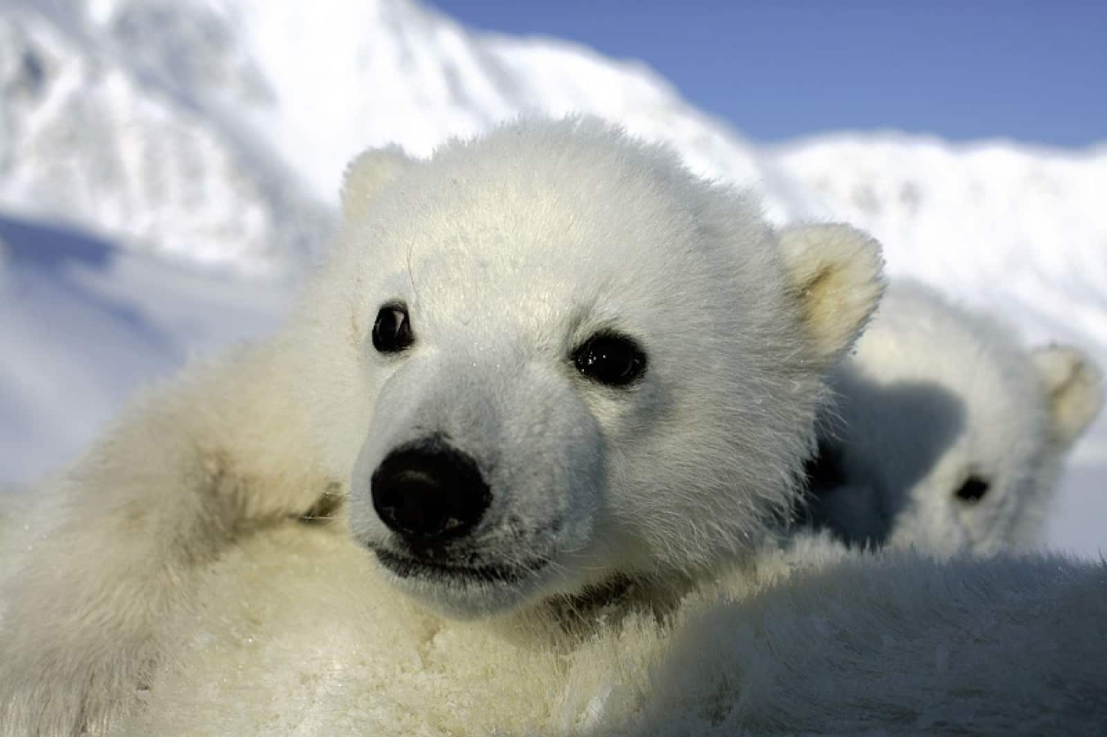 Eisbär-Welpen, © by Jon Aars / Norwegian Polar Institute / WWF-Canon