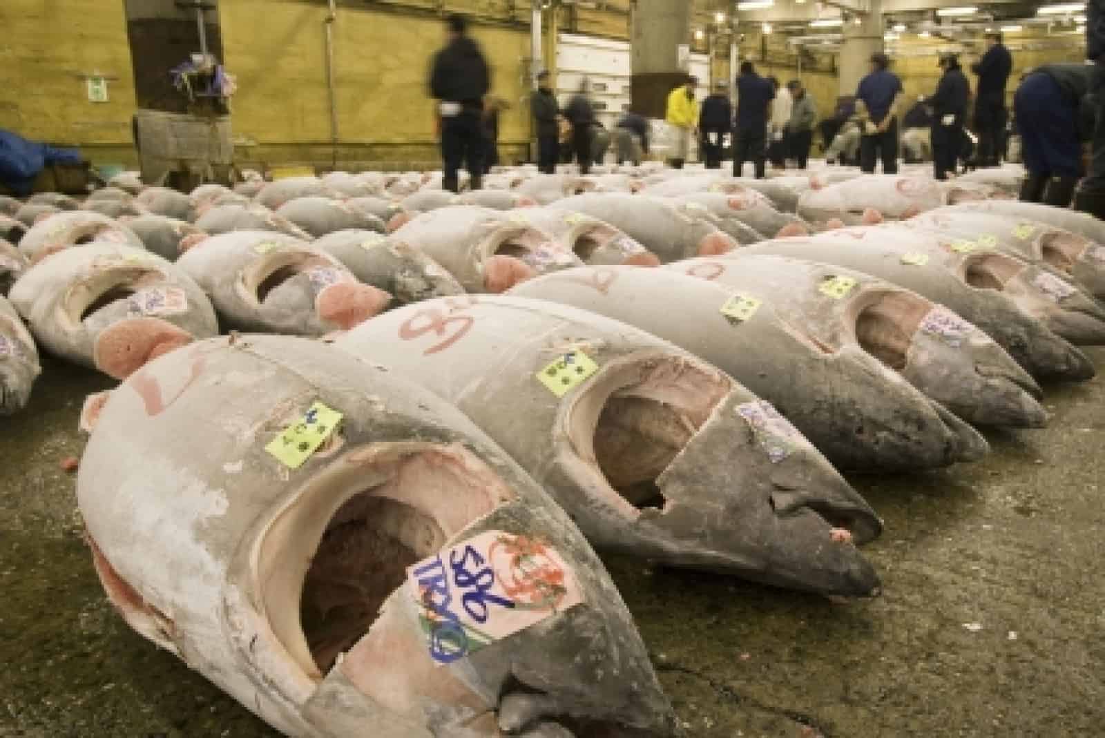 Thunfisch, © by Michel Gunther / WWF-Canon Thunfisch, © by Michel Gunther / WWF-Canon