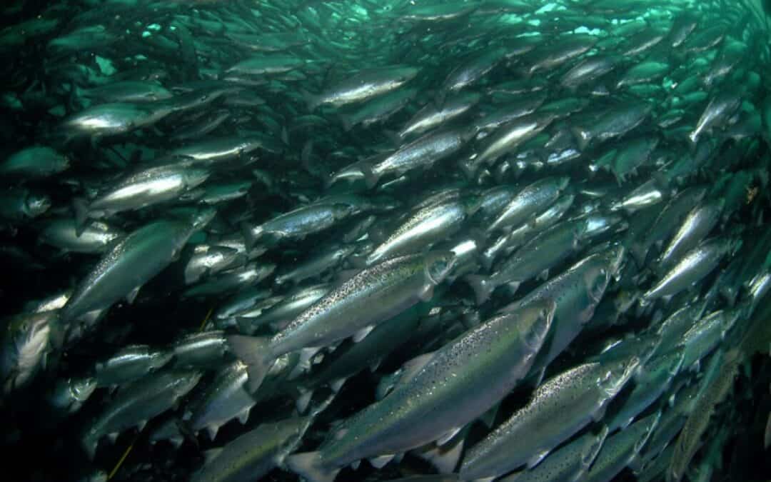 Konsumenten-Ratgeber: Der Haken am Fisch