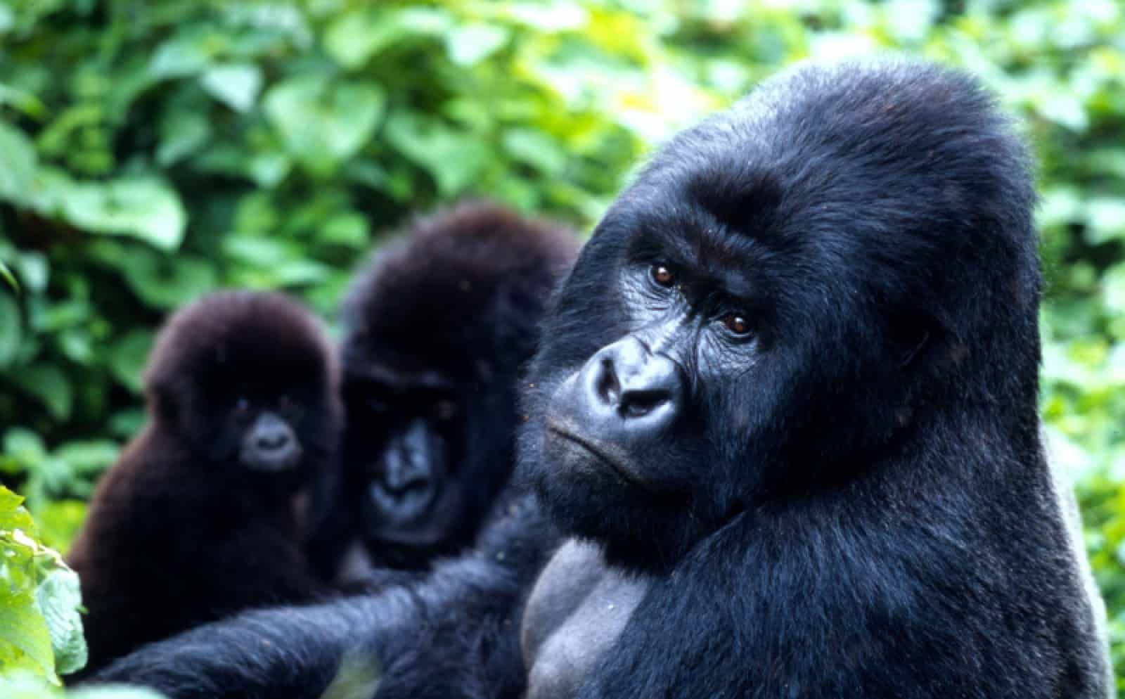 Drei Berggorillas, © by Martin Harvey/WWF-Canon Drei Berggorillas, © by Martin Harvey/WWF-Canon