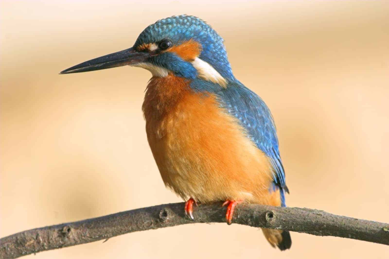Eisvogel , © by Dr Peter Wernicke / WWF Eisvogel , © by Dr Peter Wernicke / WWF