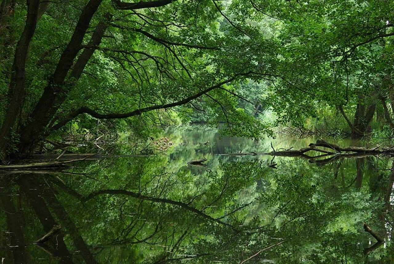 Naturschutz was heißt das genau? WWF Österreich